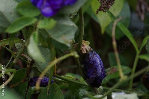 Принти на полотні close-up photograph capturing a wilted, deep purple butterfly pea flower hanging among dense green vines and leaves