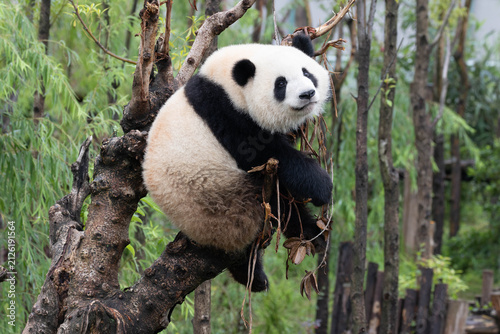 Playful Giant Panda, Mei Lan, Perched High in a Tree