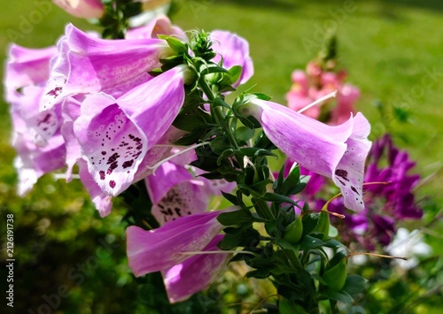 Fotografie Foxglove: a toxic species of flowering plant, its botanical name is Digitalis purpurea