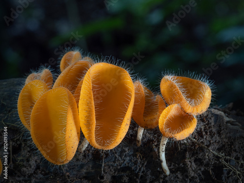 Bristly Tropical Mushroom in Thailand and Southeast Asia.