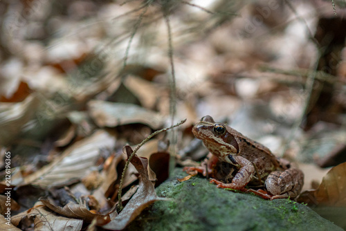 Fotografie Echter Frosch, Grasfrosch, im Kirnitzschtal in der Sächsischen Schweiz 3