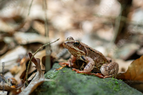 Fotografie Echter Frosch, Grasfrosch, im Kirnitzschtal in der Sächsischen Schweiz 1