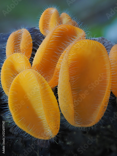 Bristly Tropical Mushroom in Thailand and Southeast Asia.