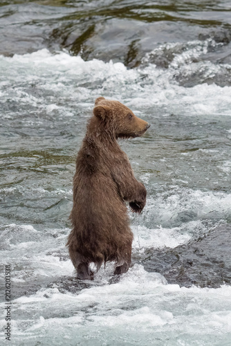 Brown bear cub 909jr facing river waters alone.