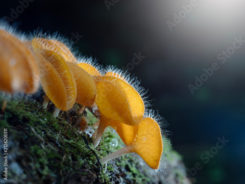 Bristly Tropical Mushroom in Thailand and Southeast Asia.