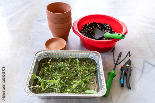 Spider plant propagation process with houseplant cuttings and gardening tools
