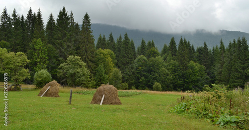 Canvas Print Traditional haystacks on a green field in front of a dense pine forest