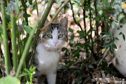 Domestic cat hiding among the garden plants, looking at the camera
