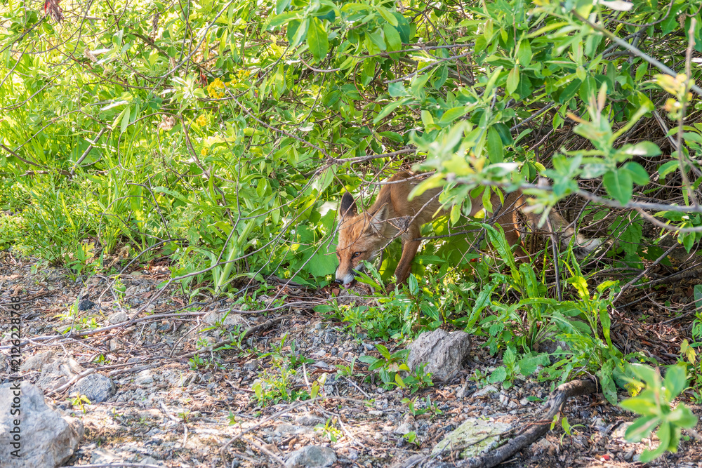 Fototapeta premium The red fox Vulpes vulpes walks along a path in the forest.
