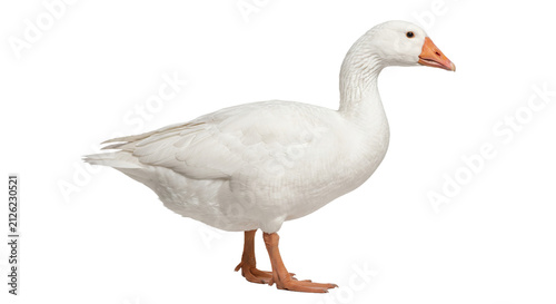 Obraz na płótnie A majestic white goose stands proudly on a transparent background, showcasing it