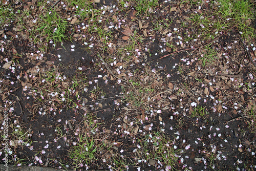 Delicate pink and white cherry blossom petals scattered across ground with some grass in spring. Close-up nature scene showing fallen sakura petals creating a subtle floral pattern on an outdoor walkw