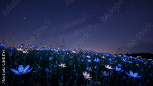 Glowing magical flower field under starry night sky, fantasy landscape