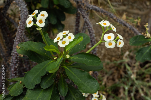 The lovely white flowers of Euphorbia milii also known as Crown of thorns in close-up. Copy space.