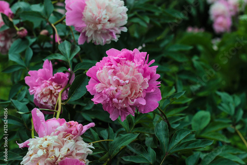 Peonies with bright pink petals are open in a garden. Green leaves surround the flowers. This scene takes place in springtime and shows the beauty of nature.