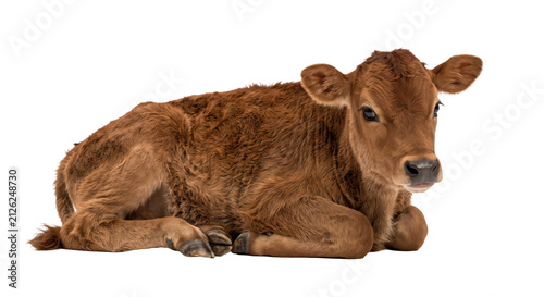 Obraz na płótnie Adorable brown calf resting peacefully on a clean white background