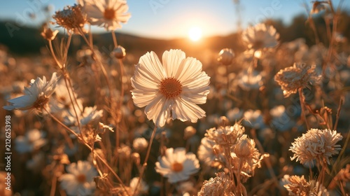 Field of flowers illuminated by golden sunset light