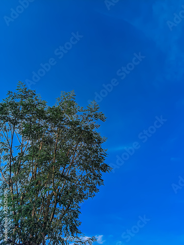 Canvas Print tree and sky