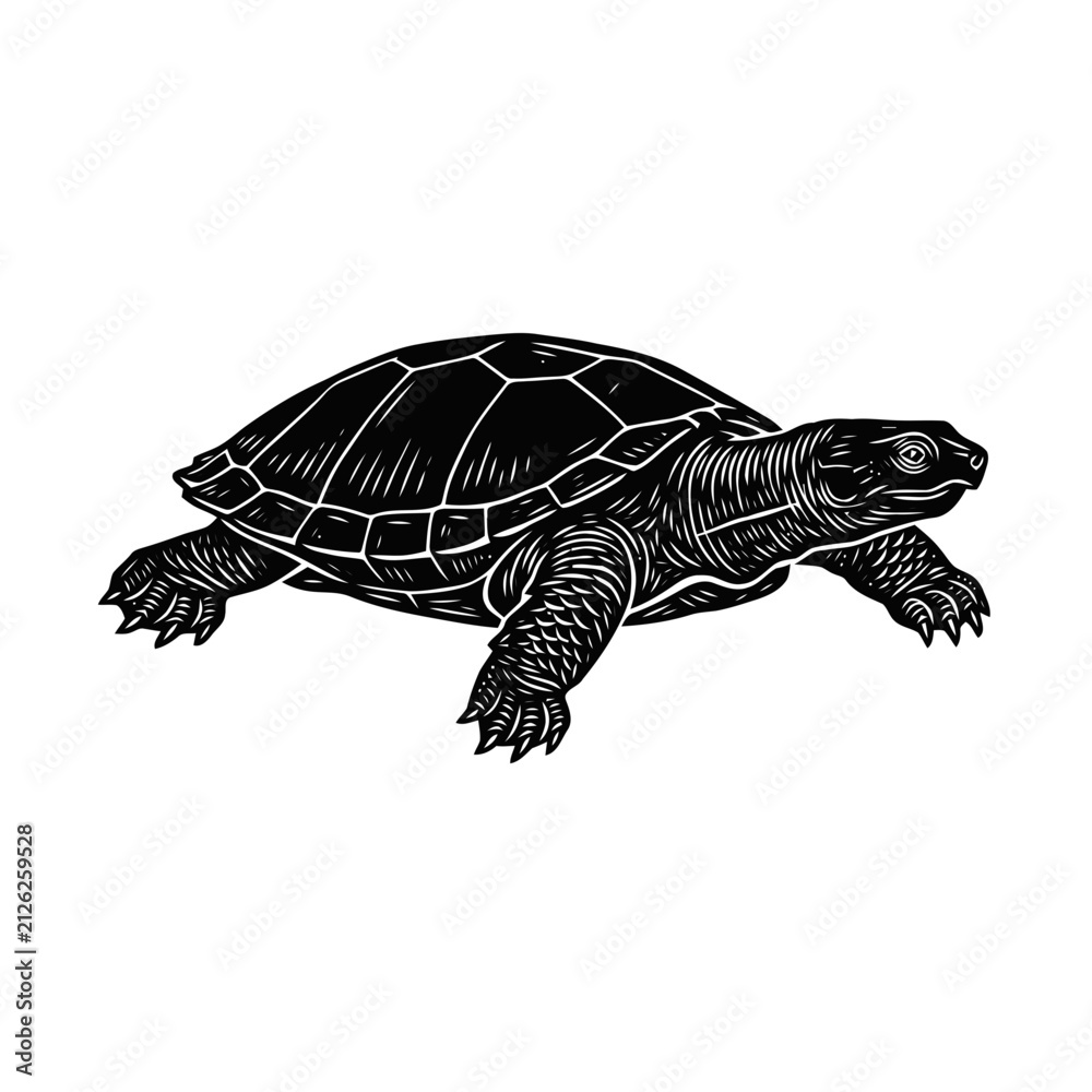 Fototapeta premium Turtle illustration in vintage engraving style. Hand drawn tortoise vector graphic.