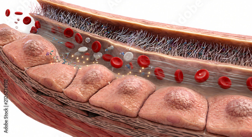 Microscopic view inside blood vessel lumen showing endothelial lining glycocalyx and flowing red blood cells