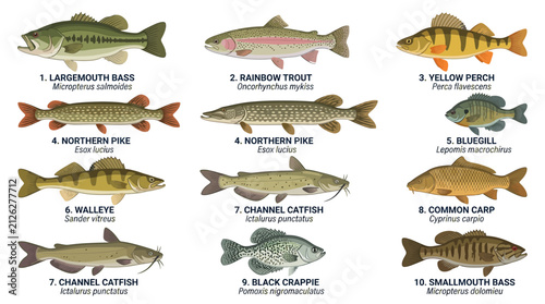 Set of freshwater fish illustrations isolated on white