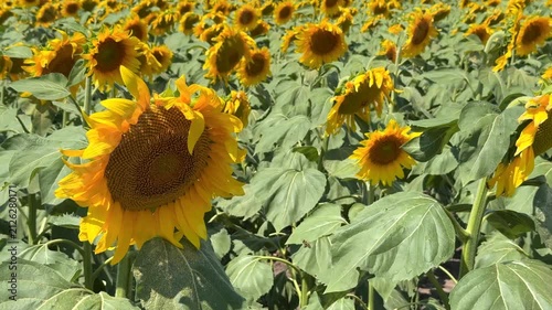 A field of sunflowers in the sunlight