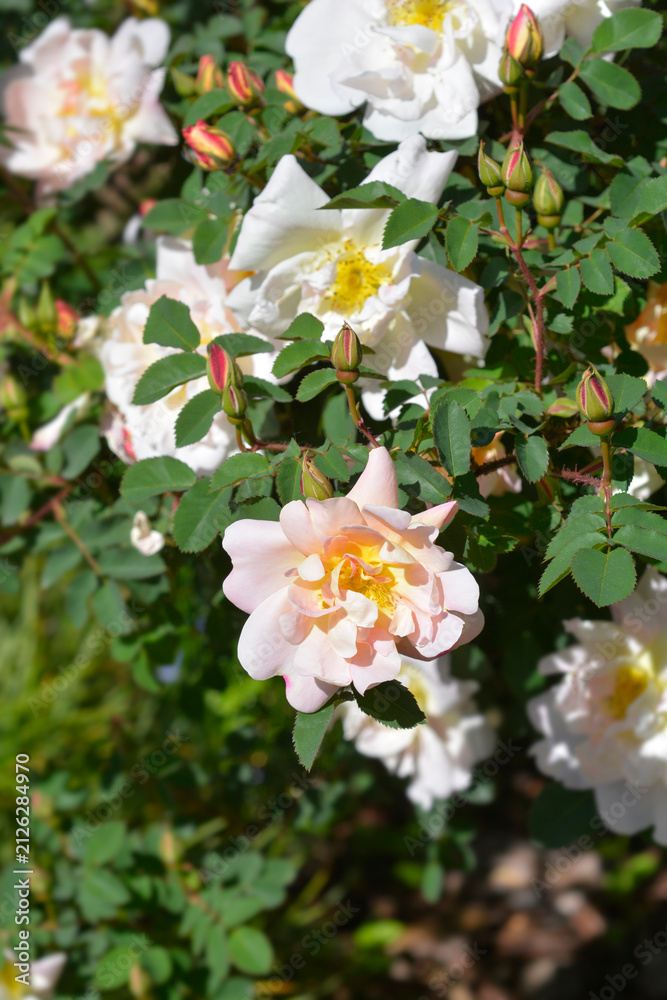 Fototapeta premium Soft pink and white double flowers of a burnet rose shrub bloom beautifully alongside fresh flower buds in the summer sun - latin name - Rosa Claus Groth