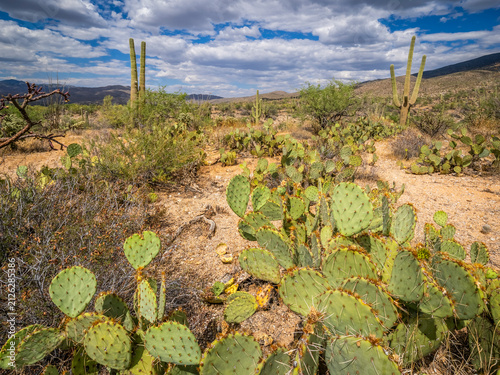 Foto The Rincon Mountain District of Saguaro National Park outside Tucson in southwes