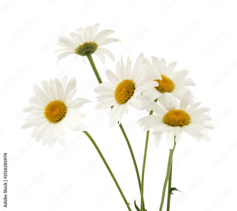 Fototapeta premium Bouquet of white daisy flowers isolated on a white background.