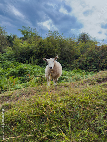 фотографія White sheep standing on grassy bank beneath dramatic clouds in a lush rural landscape