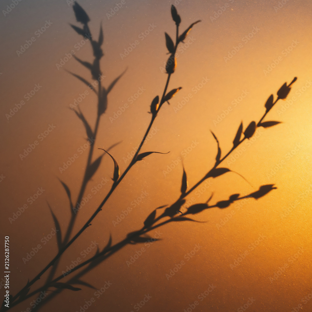 Fototapeta premium Plant shadow on a frosted glass surface. Abstract botanical silhouette at golden hour.