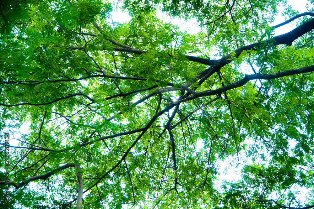 Fototapeta premium green leaves and sky