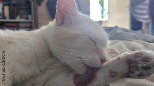  Up of Domestic Cat Grooming Its Paw