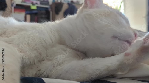  Up of Domestic Cat Grooming Its Paw
