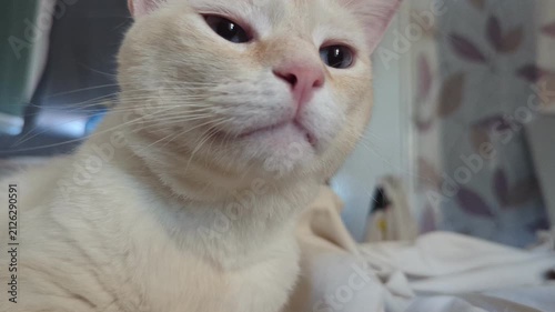Slow Motion Close Up of Curious Cat Sniffing