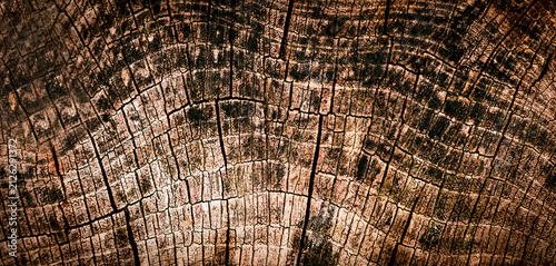 Detailed natural wood texture with cracked tree rings and rustic brown grain pattern. Organic wooden background for design, decoration and vintage concepts.
