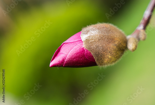 Close up of a pink magnolia flower bud with soft fuzzy texture on a branch against natural soft green background. Spring blossom, floral beauty and botanical nature concept. Copy space.