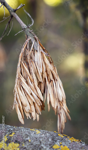 Close-up of dry ash tree seed clusters hanging from a branch with lichen. Natural woodland background with soft bokeh, showcasing texture, seasonal change and botanical detail. Selective focus.