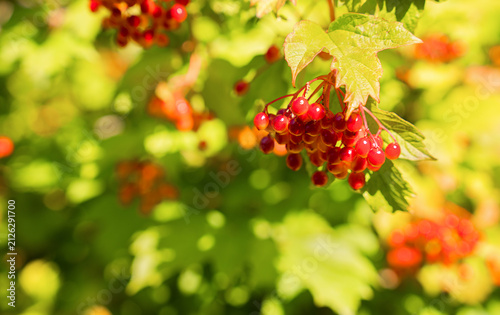 Cluster of ripe red viburnum berries hanging on a branch with fresh green leaves. Natural summer garden background with soft bokeh. Copy space. Selective focus.