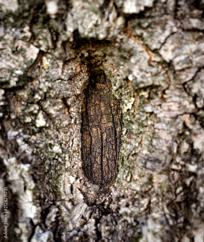 Natural tree bark texture with a dark hollow in the trunk. Close-up of weathered wood surface. Detailed bark patterns, organic structure and natural forest background.