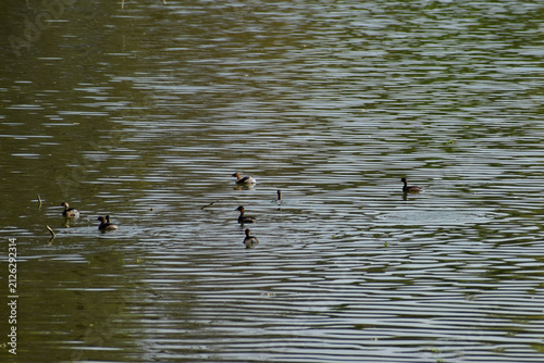 ducks on the lake