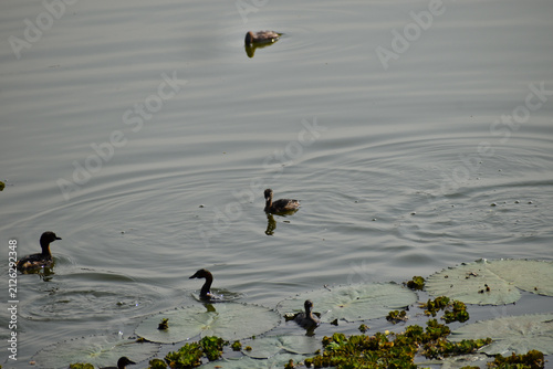 ducks in the lake