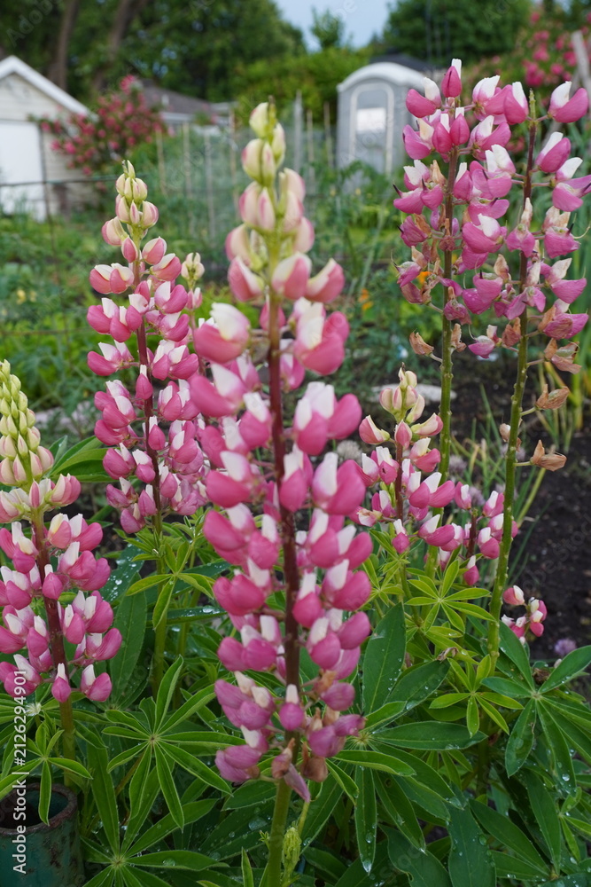 Obraz premium pink flowers in a garden