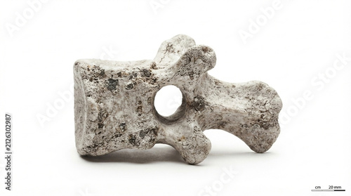 Weathered animal vertebra bone with neural canal hole, isolated on white background