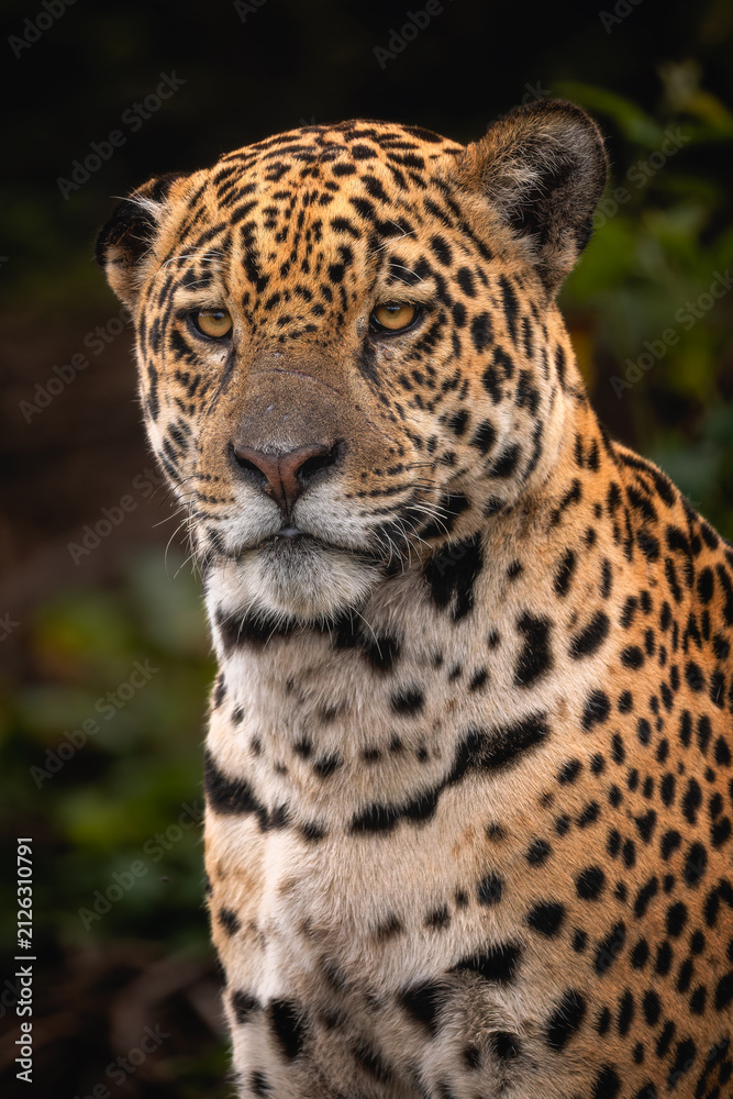 Fototapeta premium Jaguar - Panthera onca, beautiful large cat from South American forests, Pantanal, Brazil.