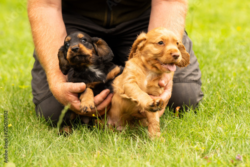 Working Cocker Spaniel puppies