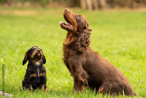 Working Cocker Spaniel puppies