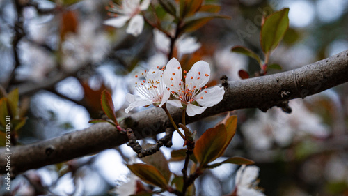 Konstfotografi Cinematic view of white cherry tree blossoms