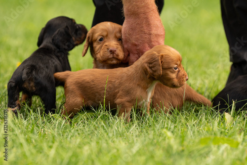 Working Cocker Spaniel puppies