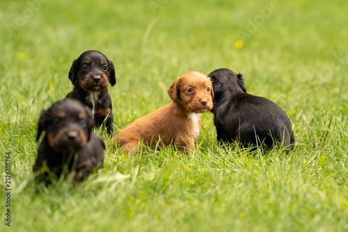 Working Cocker Spaniel puppies