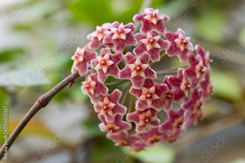 Obraz na płótnie ホヤの花